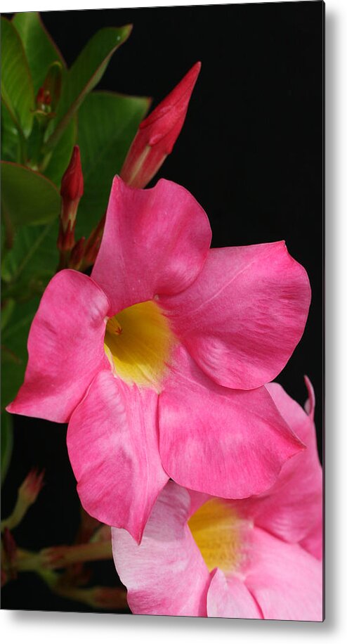 Pink Metal Print featuring the photograph Pink Clock Vine Flower by Tammy Pool