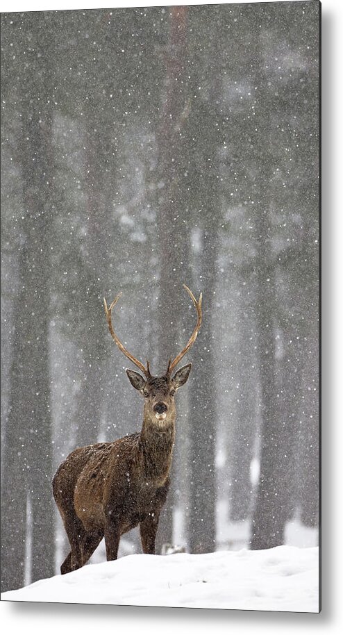 Red Metal Print featuring the photograph Red Deer In A Blizzard by Pete Walkden