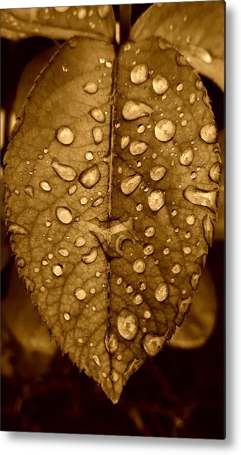 Floral Metal Print featuring the photograph Rose Leaf in sepia by Alexis King-Glandon