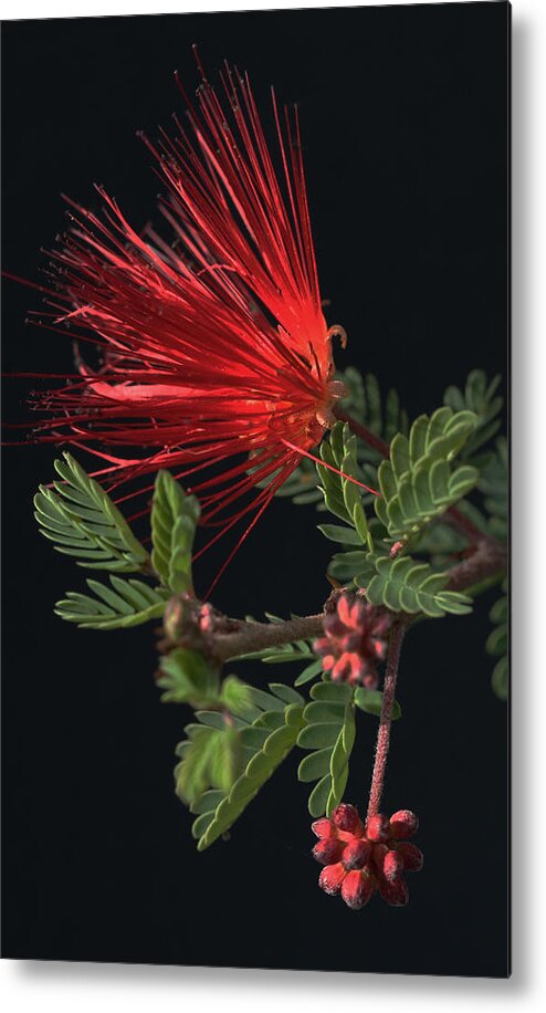 Fairy Duster Metal Print featuring the photograph Showy Fairy Duster by Tammy Pool