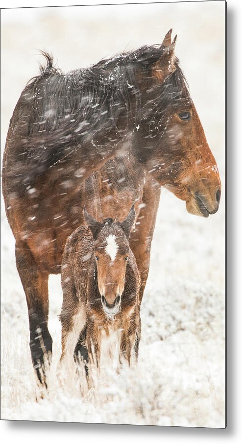 Wild Horses Metal Print featuring the photograph Treasure and Storm by John T Humphrey