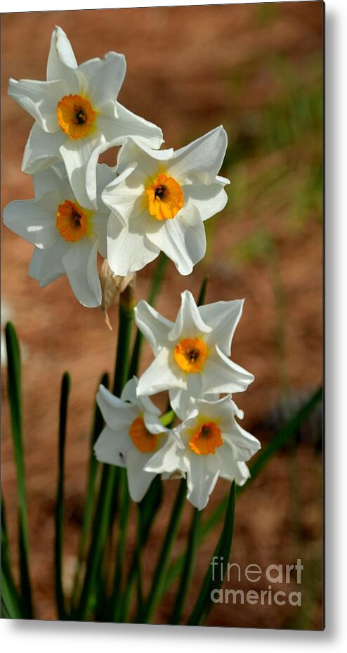 Adrian-deleon Metal Print featuring the photograph White Daffodil - Georgia by Adrian De Leon Art and Photography