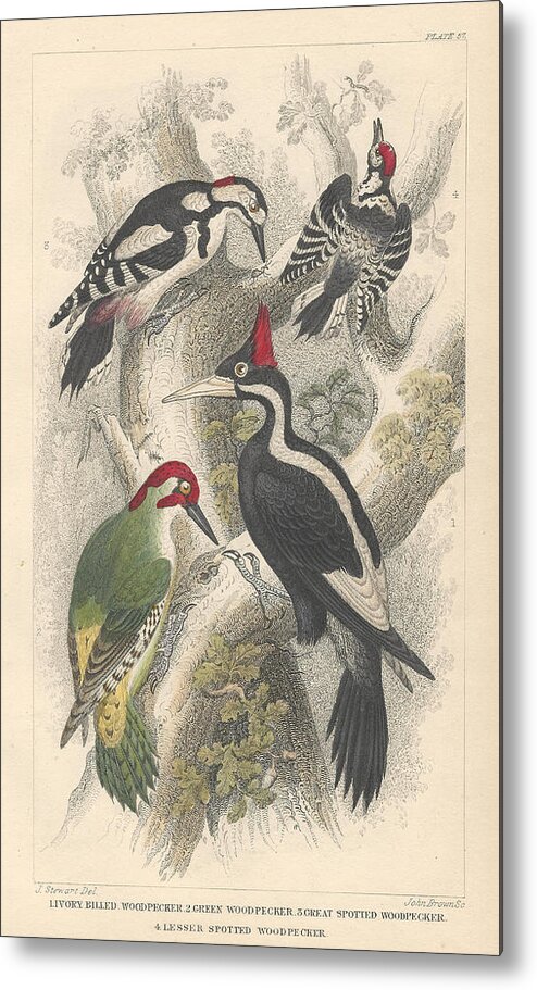 Antique Prints Metal Print featuring the drawing Woodpeckers by Dreyer Wildlife Print Collections 