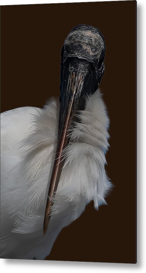 Wood Stork Bird Feather Beak Feathers White Wading Metal Print featuring the photograph Beauty Is In The Eye Of The Beholder by Jon W Wallach