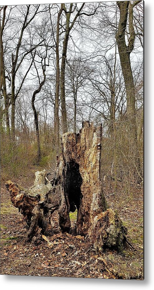 Trees Metal Print featuring the photograph DEAD WOOD in LIVING COLOR by Rob Hans