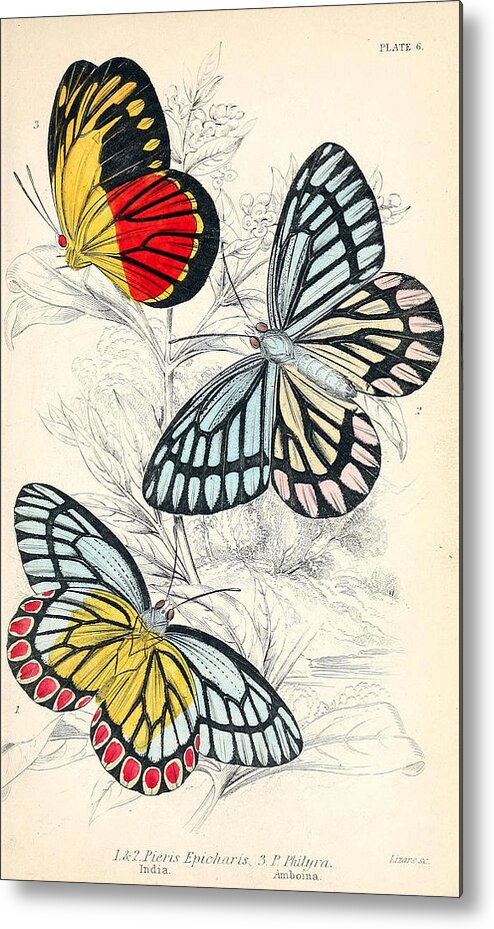 Beautiful Butterflies Metal Print featuring the mixed media Butterflies. William Jardine #1 by World Art Collective