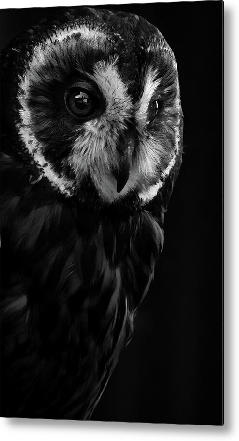 Short Eared Owl- Owl-#forowllovers- Owl Lovers- Raptors-birds Of Prey- Stunning- Black And White Photography- Images Of Rae Ann M. Garrett - #viral- -buffalobillcenterofthewest- Draper Raptor Experience- Peoplewho Love Owls Metal Print featuring the photograph Amelia by Rae Ann M Garrett