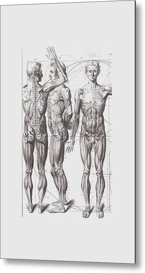 Medical Metal Print featuring the painting Anatomy Drawing by Tony Rubino