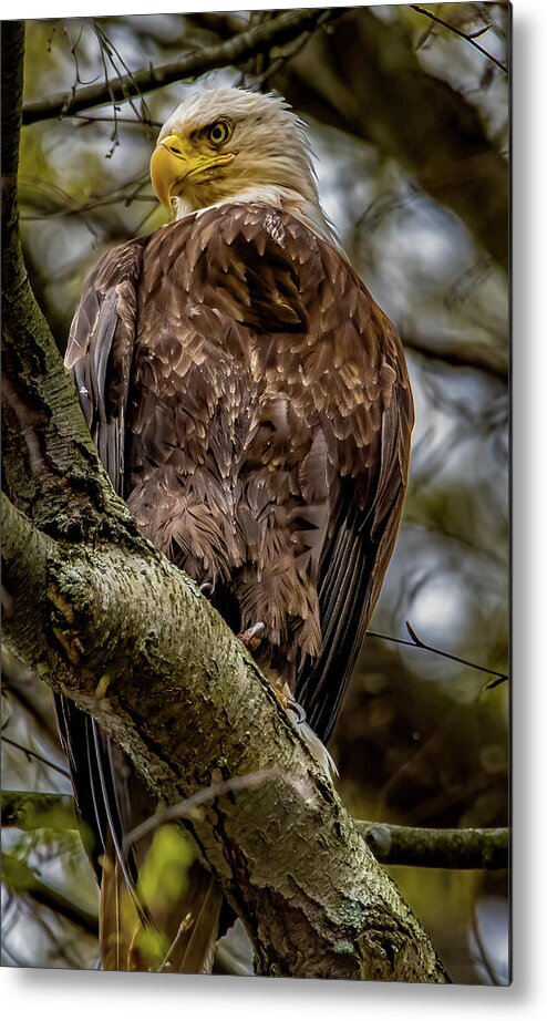 Animal Metal Print featuring the photograph Awe-inspiring by Brian Shoemaker
