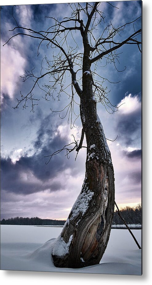Tree Metal Print featuring the photograph The Solo Curb Tree On The River by Carl Marceau