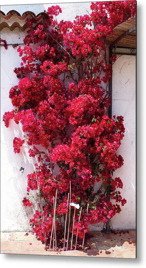 Background Metal Print featuring the photograph Glowing red bougainvillea in front of a white wall by Jean-Luc Farges