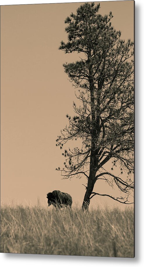 Bison Metal Print featuring the photograph Lone Bison by Larry Bohlin