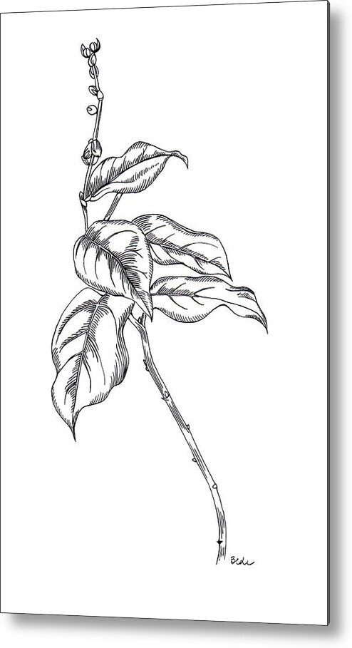 Salal Metal Print featuring the drawing Native by Catherine Bede