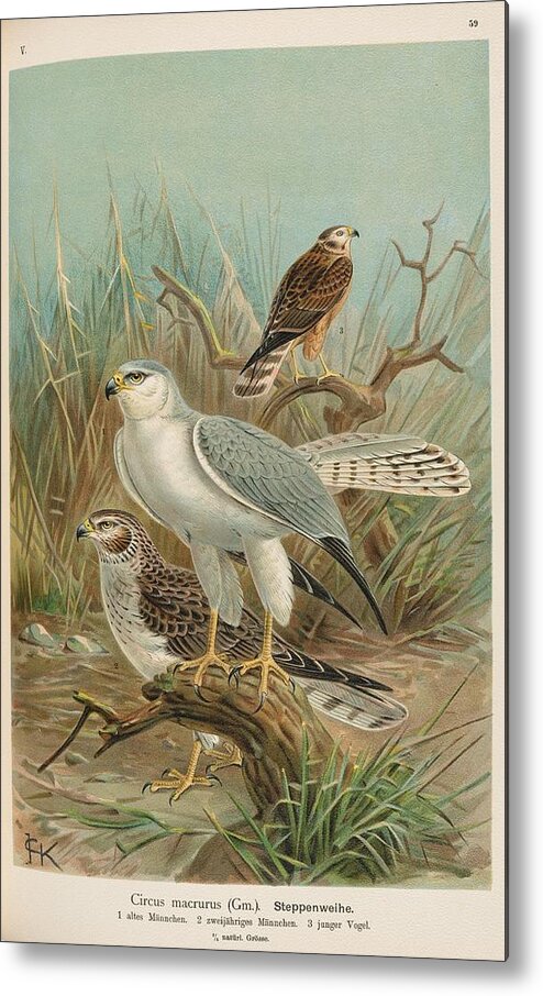Raptor Metal Print featuring the mixed media Pallid Harrier, circus macrurus by World Art Collective
