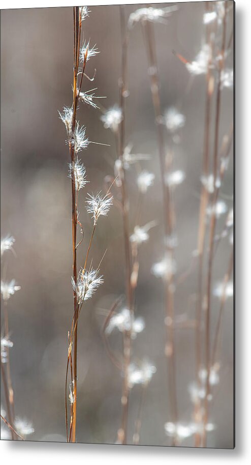 Tall Metal Print featuring the photograph Tall Grass With White Seeds by Karen Rispin