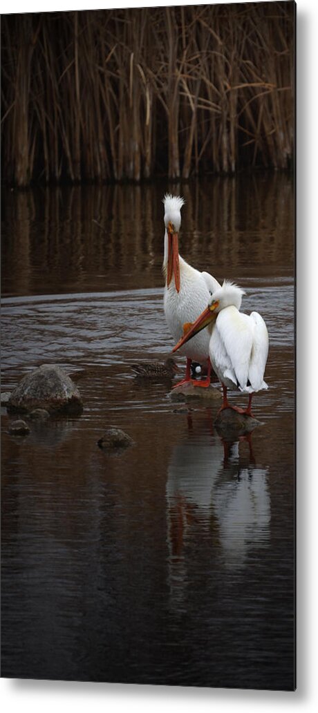 American White Pelican Metal Print featuring the photograph White Pelicans #1 by Ernest Echols