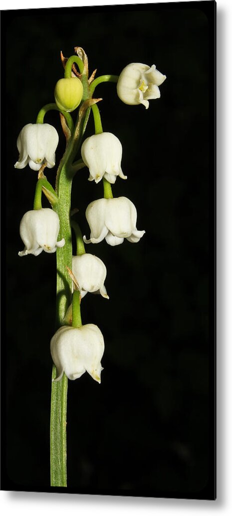 Lily Of The Valley Metal Print featuring the photograph Lily Of The Valley by Tammy Schneider