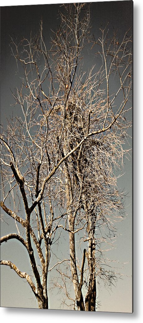 Mighty Sight Studio Steve Sperry Photo Art Metal Print featuring the photograph Solo Scrubbed Oak by Steve Sperry