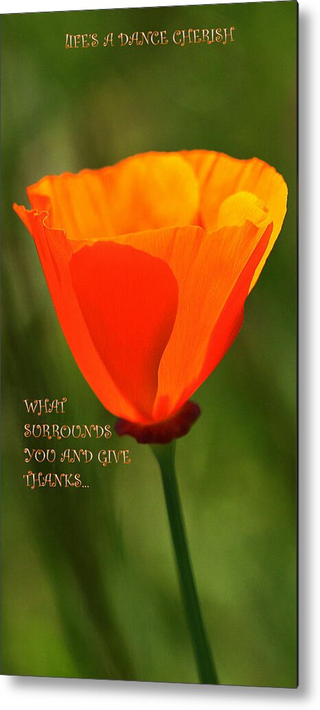 Yellow Poppy With Green Background...landscape..nature...with Inspirational Words... Metal Print featuring the photograph Life's A Dance by Zannie B