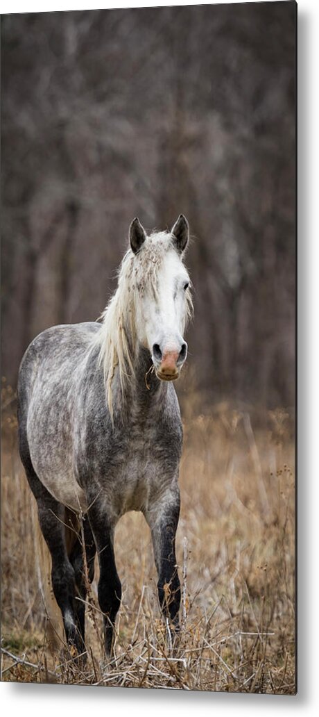 Horse Metal Print featuring the photograph Escape by Holly Ross