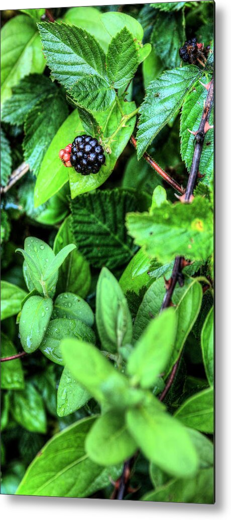 Blackberry Berries Black Berry Wild Spring Summer Nature Blackberries Jc Findley Wild Metal Print featuring the photograph Fresh by JC Findley