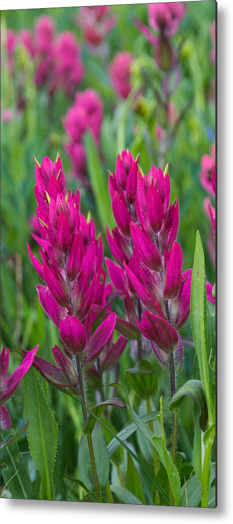 Indian Paintbrush Metal Print featuring the photograph Indian Paintbrush Vertical by Aaron Spong