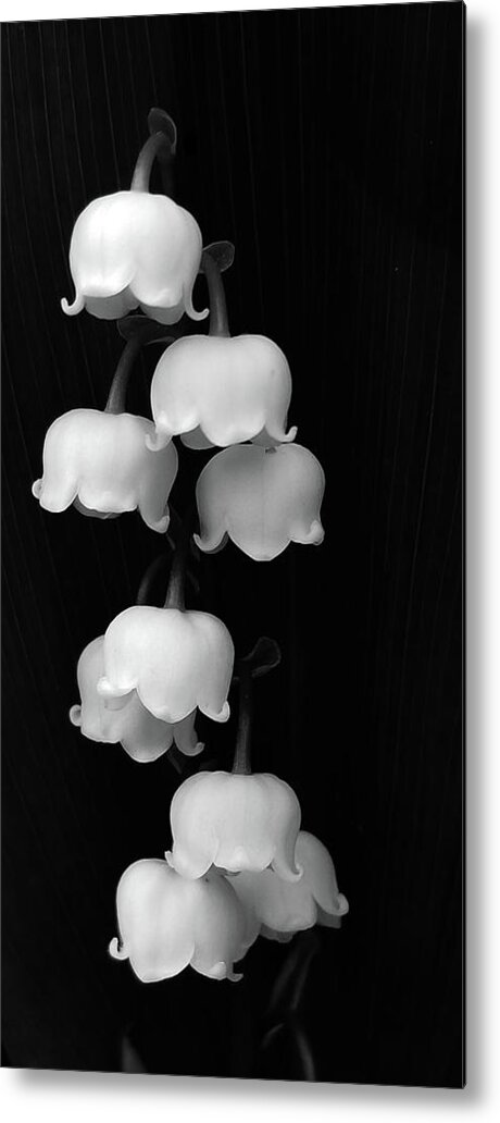 Lily Of The Valley Metal Print featuring the photograph Lily of the Valley by Holly Ross