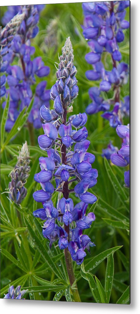 Lupine Metal Print featuring the photograph Lupine Wildflower Vertical by Aaron Spong