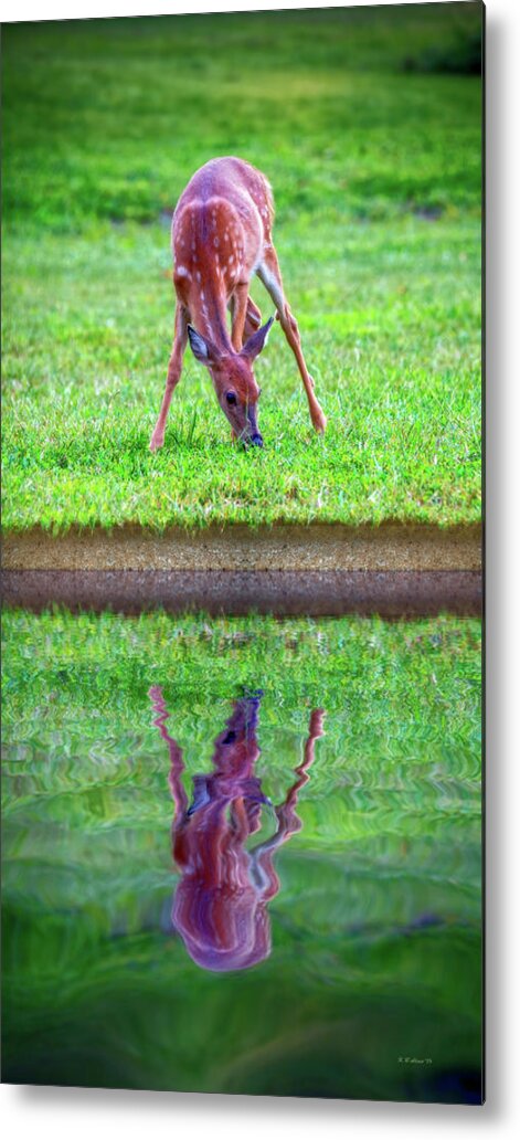 2d Metal Print featuring the photograph Grazing Reflection by Brian Wallace