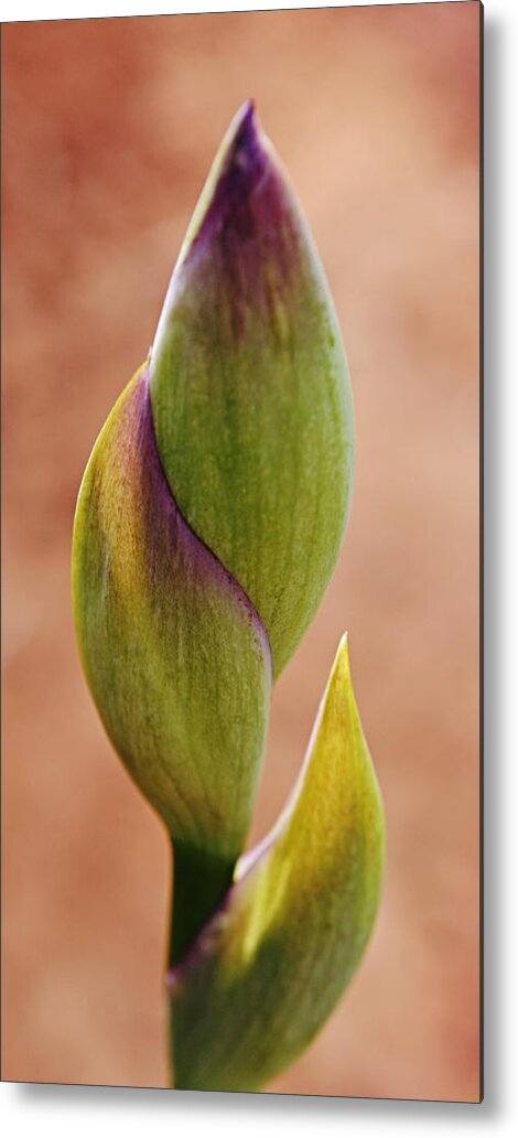 Bearded Iris Metal Print featuring the photograph Tall and Curvy Iris Bud Stem by Gaby Ethington