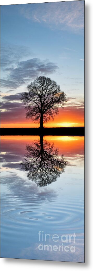English Oak Metal Print featuring the photograph A Place to Rest by Tim Gainey