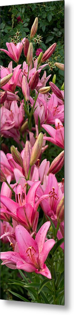 Lilies Metal Print featuring the photograph Pink Lilies by Theo OConnor