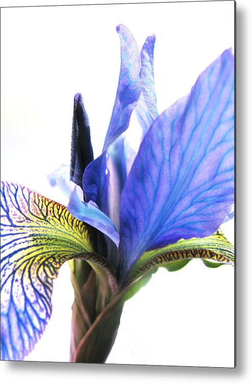 Blue Iris Metal Print featuring the photograph Blue Iris 1 #1 by Gill Piper