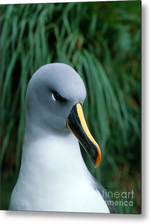 Grey Headed Albatross Metal Print featuring the photograph Grey-headed Albatross #1 by Hans Reinhard