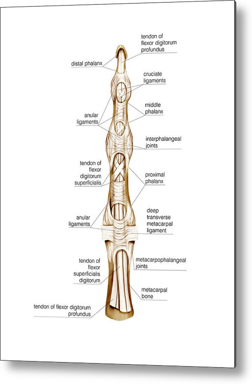 Anatomy Metal Print featuring the photograph Joints Of Right Middle Finger #1 by Asklepios Medical Atlas