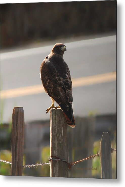 Hawk Metal Print featuring the photograph On The Lookout #1 by Donna Blackhall