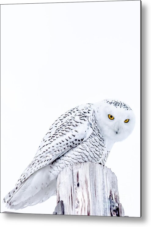Snowy Metal Print featuring the photograph Piercing Eyes by Cheryl Baxter
