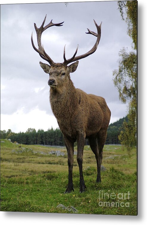 Red Deer Metal Print featuring the photograph Red Deer Stag by Phil Banks