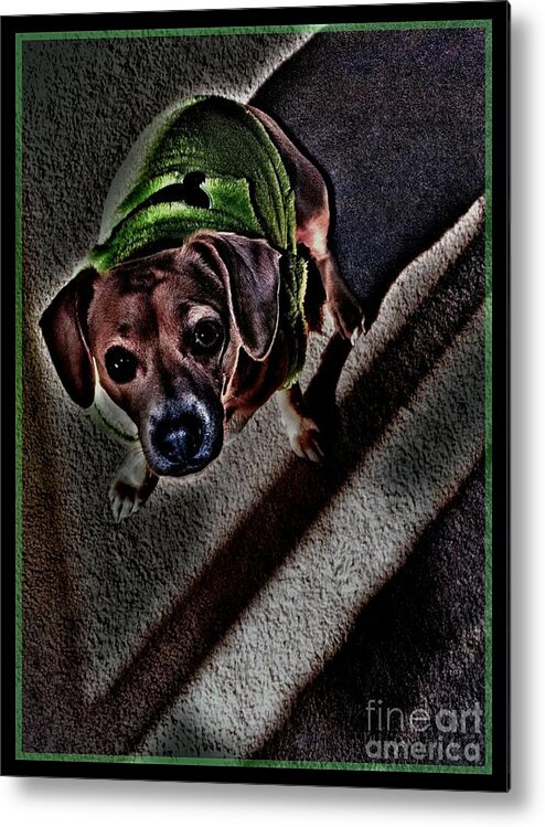 Princess Betty Biscuits Metal Print featuring the photograph ShaDeD #1 by Angela J Wright