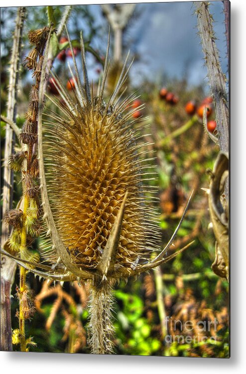 Prickly Thistle Metal Print featuring the photograph Thistle On Sunny Autumn Day by Nina Ficur Feenan
