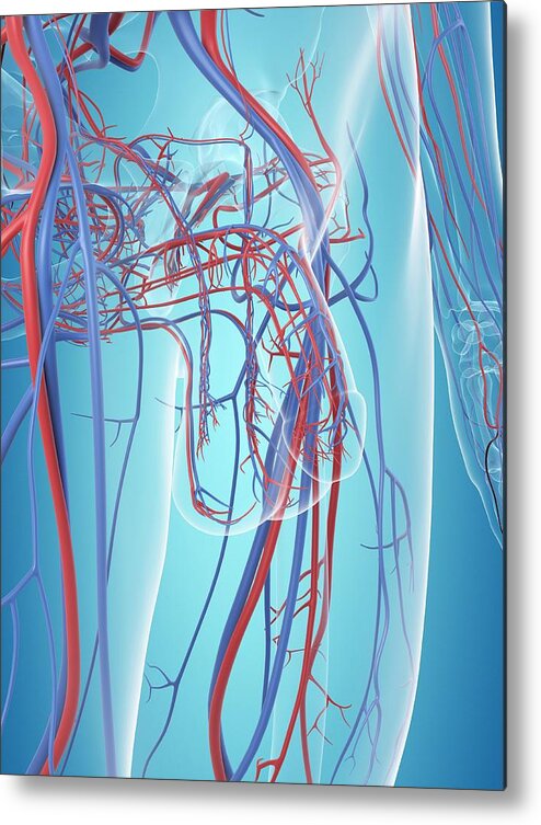 Artwork Metal Print featuring the photograph Vascular System Of The Male Pelvis #1 by Sciepro
