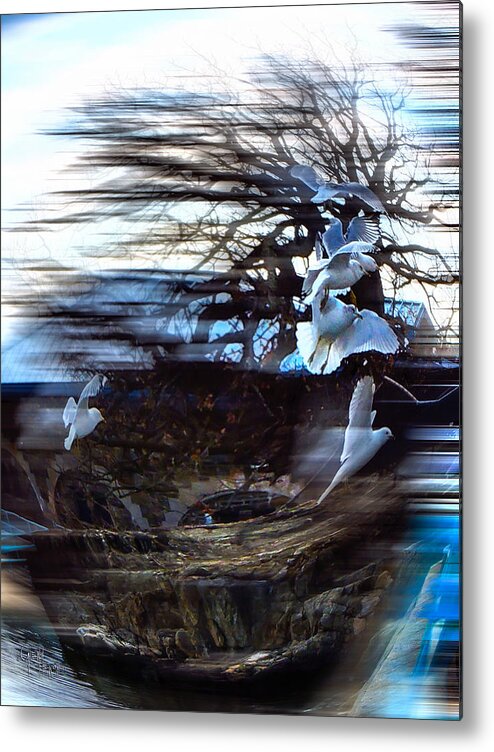 Seagulls Metal Print featuring the photograph Wind Swept #1 by Glenn Feron