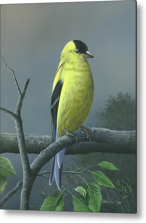 American Goldfinch Painting Metal Print featuring the painting American Goldfinch by Mike Brown