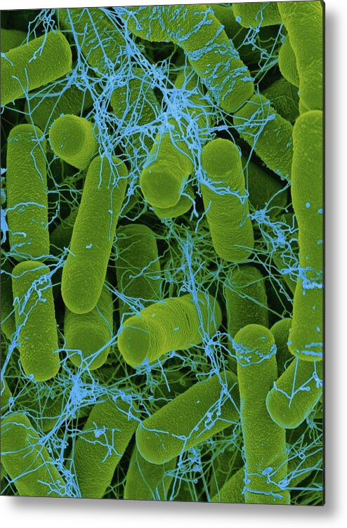 Bacillus Thuringiensis #2 Metal Print by Dennis Kunkel Microscopy
