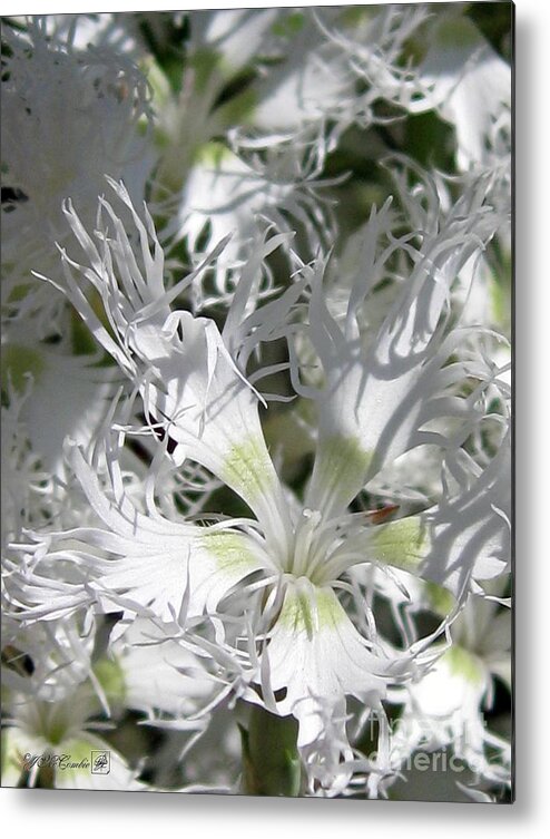 Dianthus Superbus Metal Print featuring the photograph Dianthus Superbus - White #2 by J McCombie