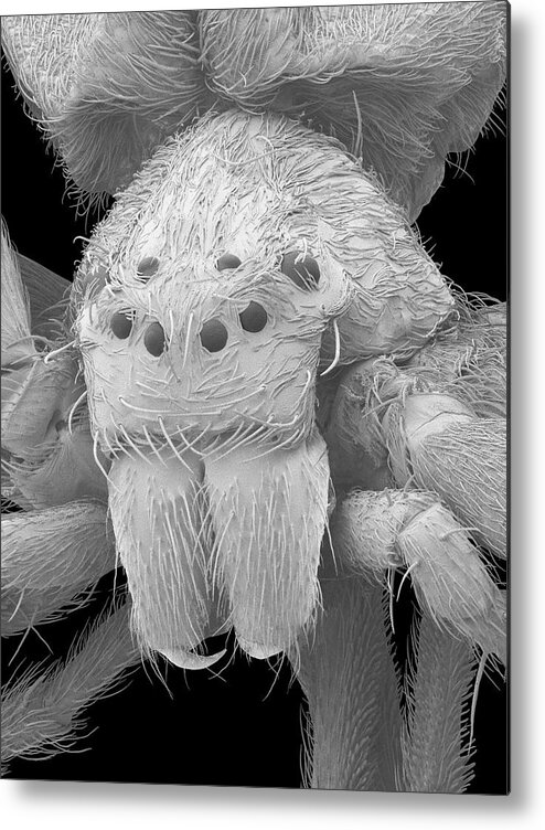 Arachnid Metal Print featuring the photograph Diving Bell Spider (argyroneta Aquatica) #2 by Dennis Kunkel Microscopy/science Photo Library