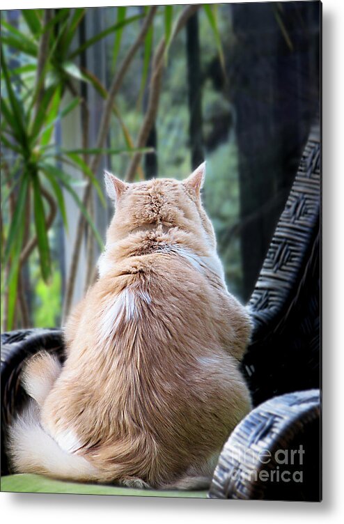 Cats Metal Print featuring the photograph Rainy Day Blues #1 by Ellen Cotton