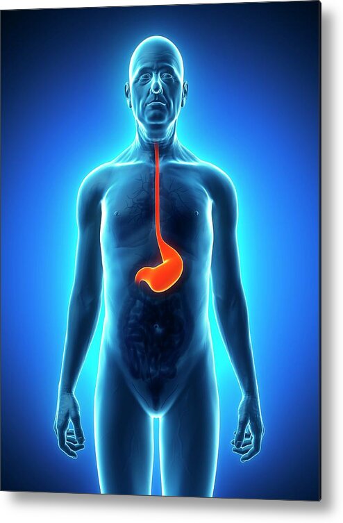 Old Metal Print featuring the photograph Healthy Stomach #22 by Sciepro/science Photo Library