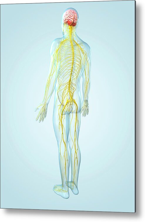 Physiology Metal Print featuring the digital art Nervous System, Artwork #3 by Sciepro