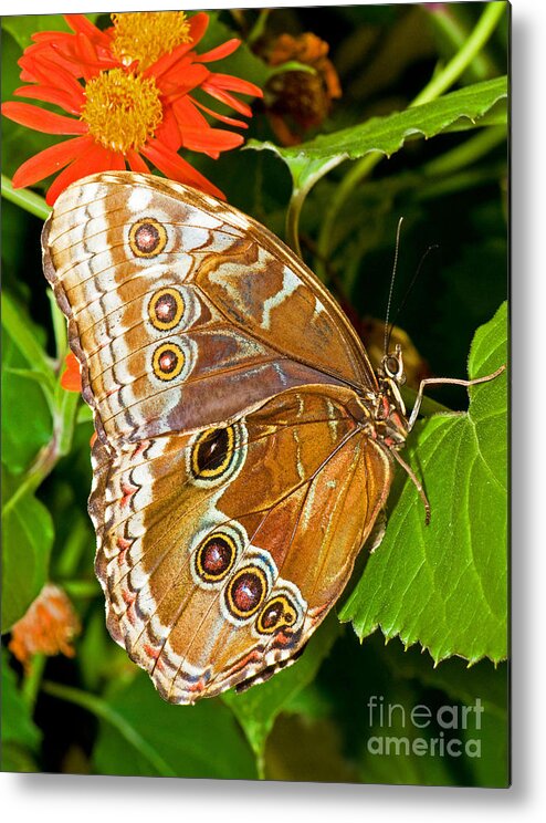Fauna Metal Print featuring the photograph Blue Morpho Butterfly #4 by Millard H. Sharp